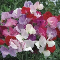 Taylor's Bulbs You're Blooming Lovely Terracotta Plant Pot -Tower Garden Outlet Store 30866043 alt04