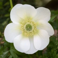 Taylor's Bulbs Stone Robin Plant Pot And Anenone Kit -Tower Garden Outlet Store 30866045 alt06