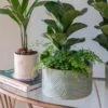 Kew Stoneware Sago Palm Plant Pot