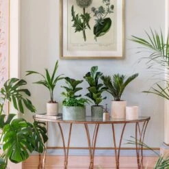 Kew Stoneware Sago Palm Bowl Plant Pot -Tower Garden Outlet Store 30937029 alt01