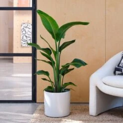 Capri Plant Pot -Tower Garden Outlet Store 30971610