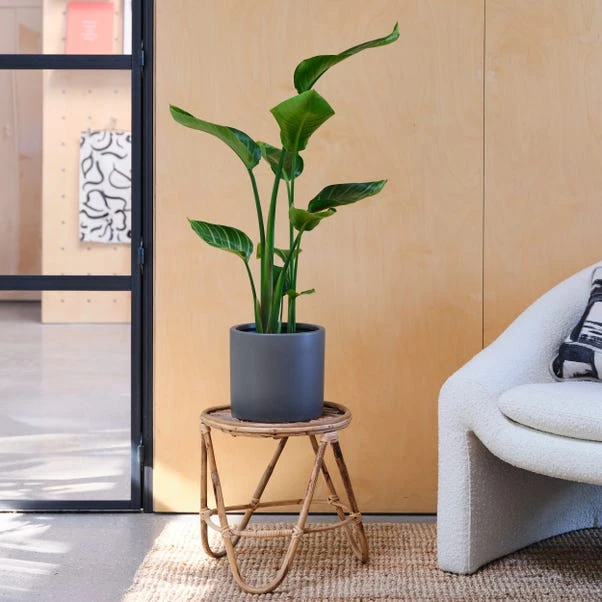 Earthenware Plant Pot 5 Earthenware Plant Pot - Image 5