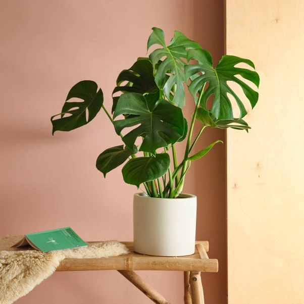 Earthenware Plant Pot 3 Earthenware Plant Pot - Image 3