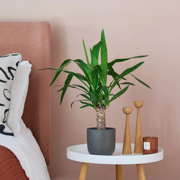 Earthenware Plant Pot 1 Earthenware Plant Pot